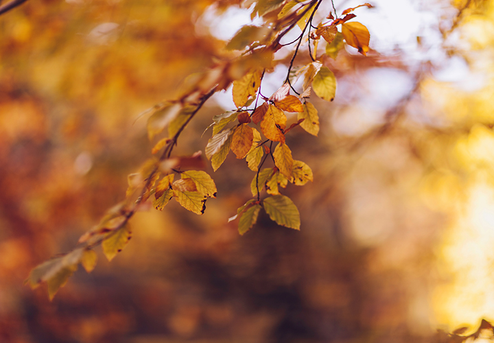 Fall Leaves